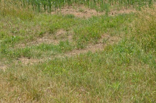 Property photo 18 - 51.5 Acres Offered in 5 tracts, 2 Farm Sites